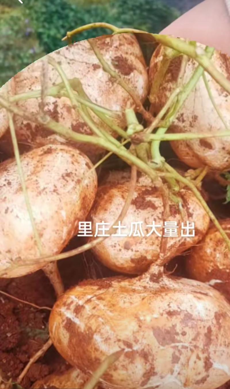里庄镇优质的红土地，才能生长出优质的地瓜（凉薯)量大从优