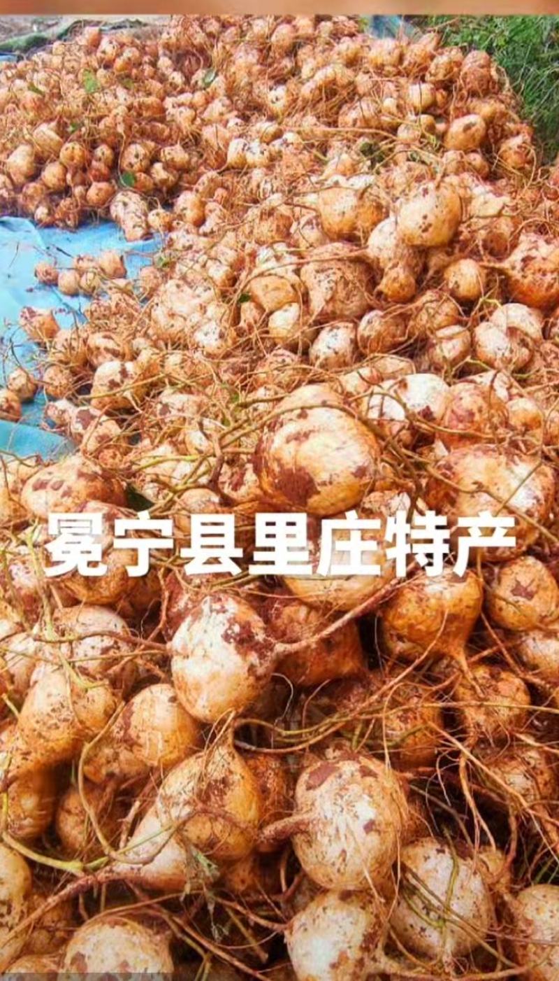 里庄镇优质的红土地，才能生长出优质的地瓜（凉薯)量大从优