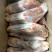 血清乳牛犊牛前腿，精品包装。一箱11到13条。