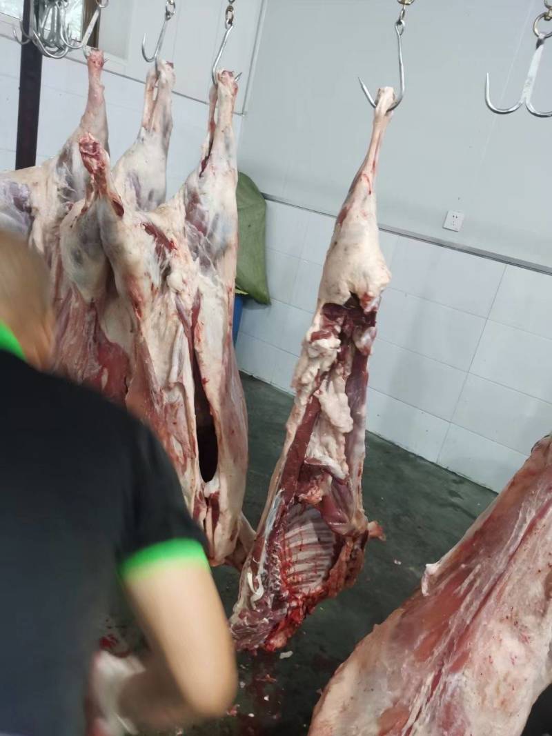 精品羔羊白条，羊腔子。定点屠宰场每天屠宰！