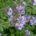蓝翅草花种子四季室外花期超长的花卉塔莎的花园庭院种植播种