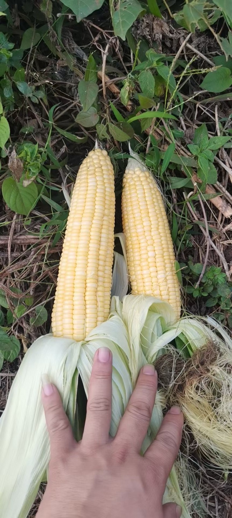 (电商玉米）现货供应，基地直发，水果玉米。一手货源