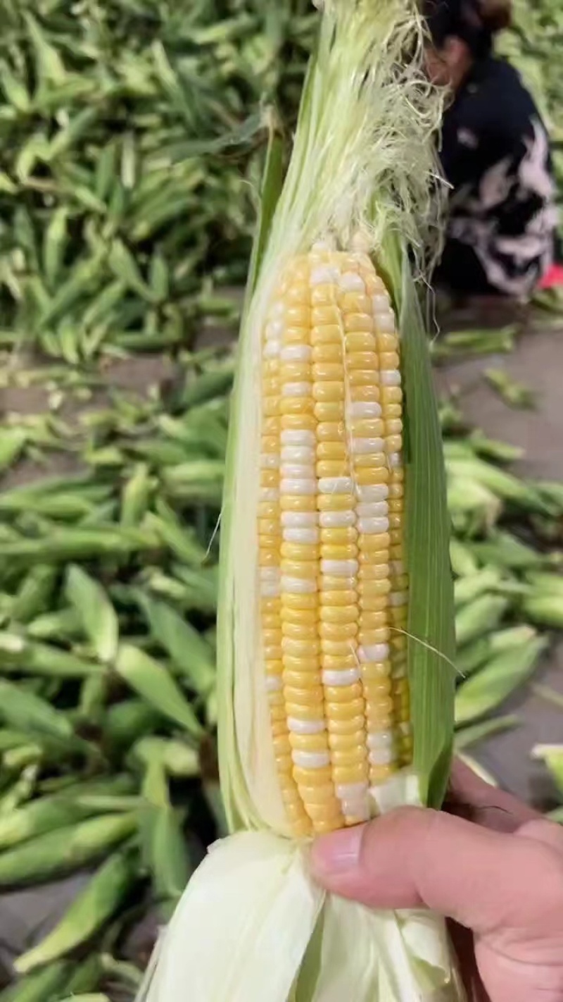 (电商玉米）现货供应，基地直发，水果玉米。一手货源