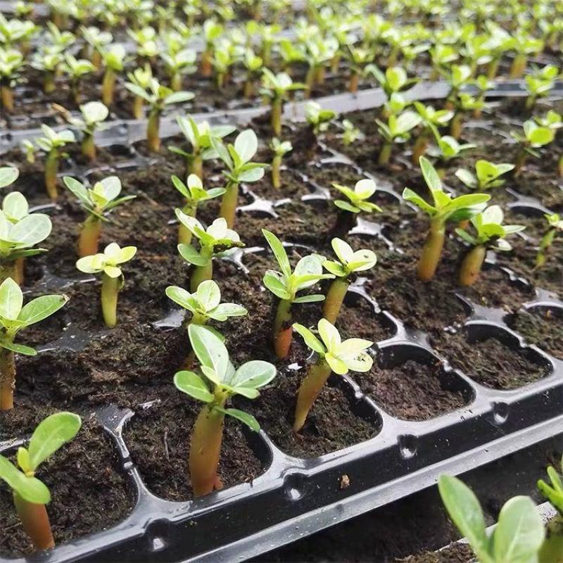 进口沙漠玫瑰种子四季易种活室内阳台庭院盆栽植物种子