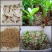 进口沙漠玫瑰种子四季易种活室内阳台庭院盆栽植物种子