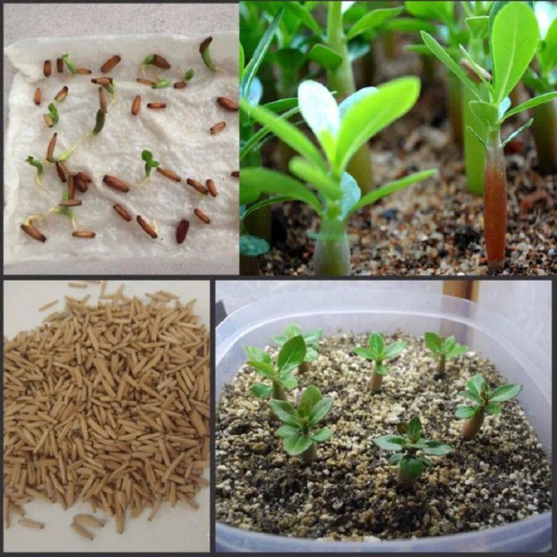 进口沙漠玫瑰种子四季易种活室内阳台庭院盆栽植物种子