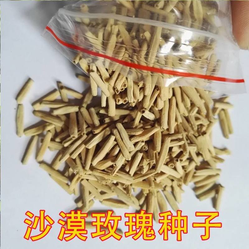 进口沙漠玫瑰种子四季易种活室内阳台庭院盆栽植物种子