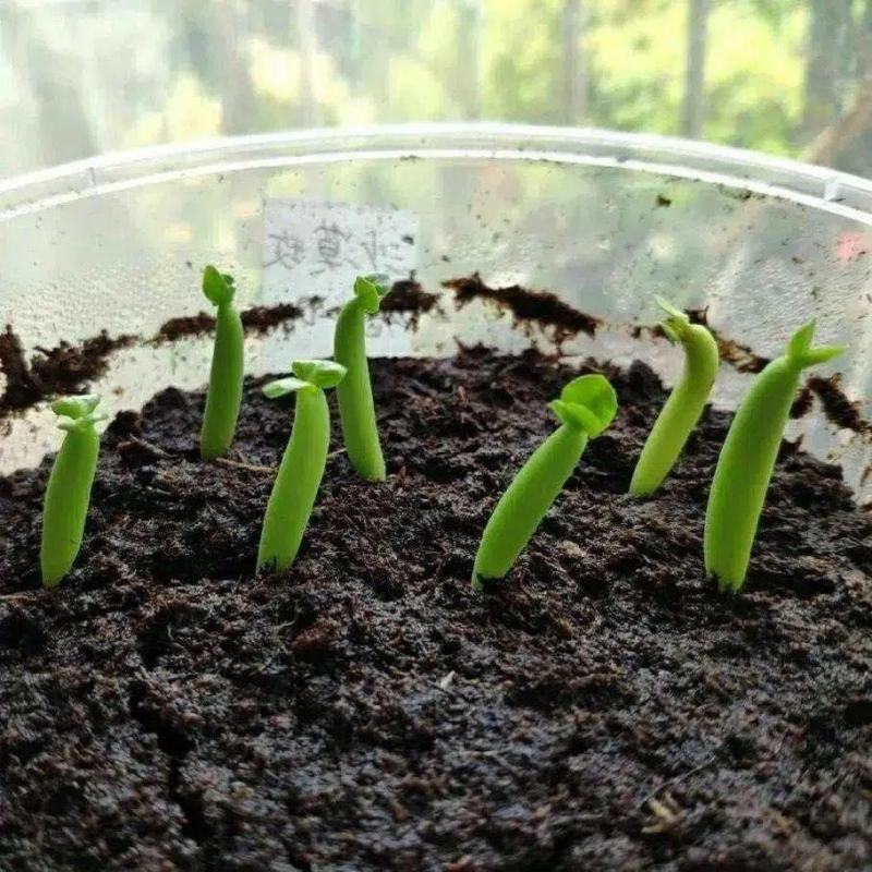 进口沙漠玫瑰种子四季易种活室内阳台庭院盆栽植物种子