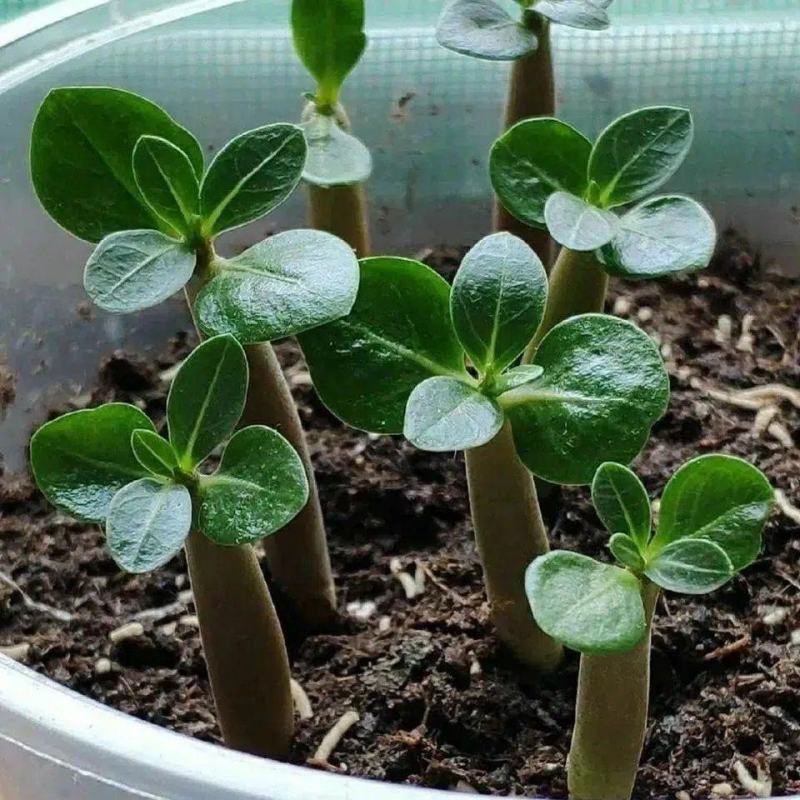 进口沙漠玫瑰种子四季易种活室内阳台庭院盆栽植物种子