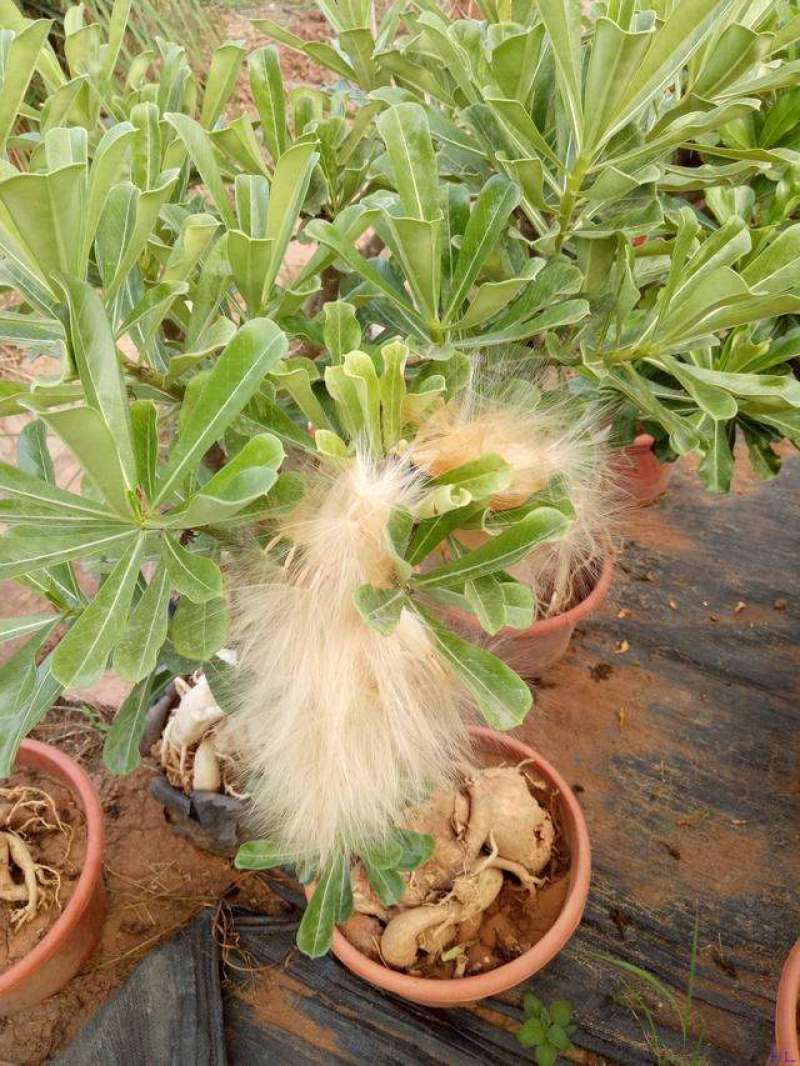 进口沙漠玫瑰种子四季易种活室内阳台庭院盆栽植物种子