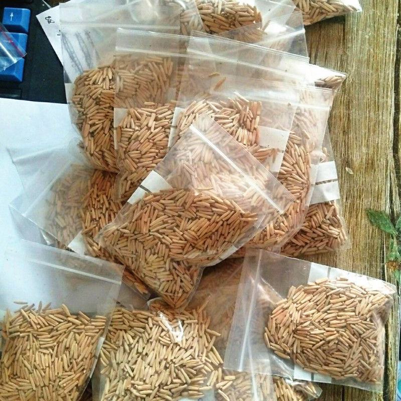 进口沙漠玫瑰种子四季易种活室内阳台庭院盆栽植物种子
