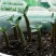 进口沙漠玫瑰种子四季易种活室内阳台庭院盆栽植物种子