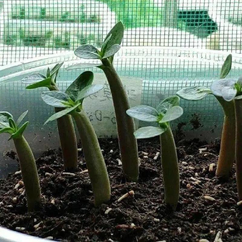 进口沙漠玫瑰种子四季易种活室内阳台庭院盆栽植物种子