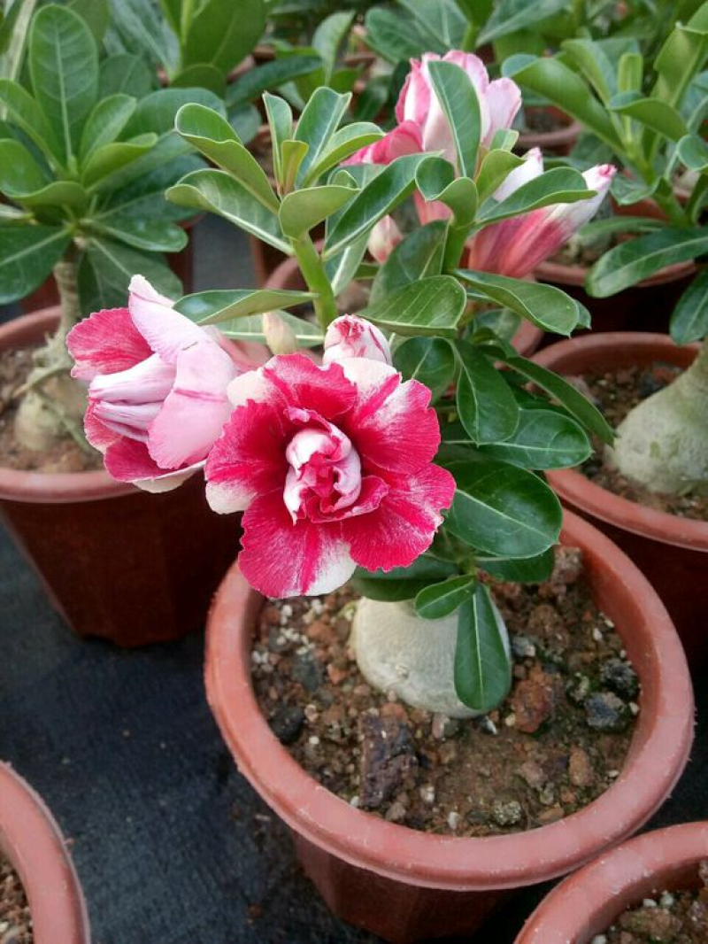 进口沙漠玫瑰种子四季易种活室内阳台庭院盆栽植物种子