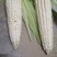 广西龙州县万糯两千玉米大量上市中个大饱满无虫，绿色食品