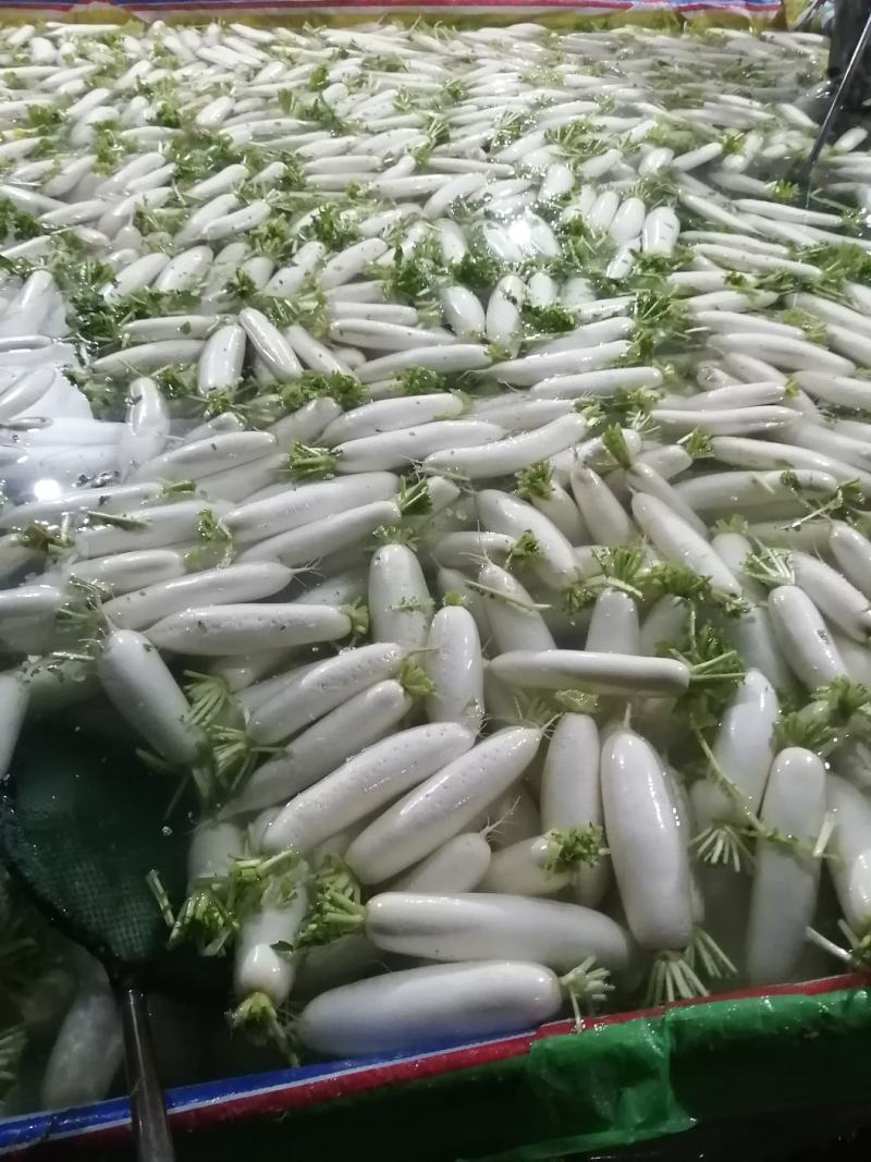 湖北白萝卜市场货，超市，加工厂均可