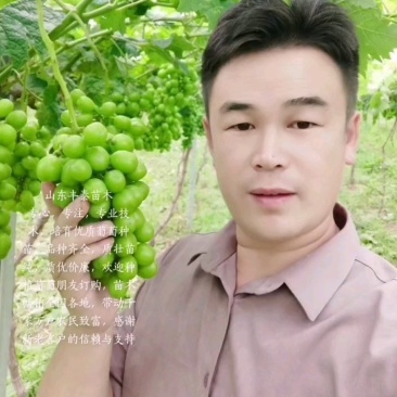占地葡萄苗占地葡萄树苗长势旺盛葡萄树占地放心苗