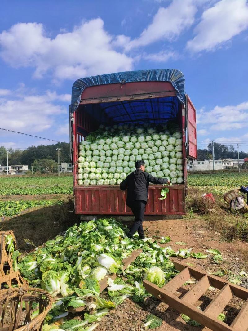 威宁高冷白菜上市中