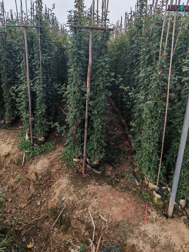 各种规格藤本月季，花色齐全，品种多多，1--3米有量供应