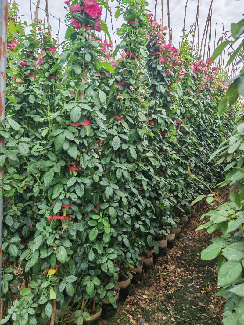 各种规格藤本月季，花色齐全，品种多多，1--3米有量供应