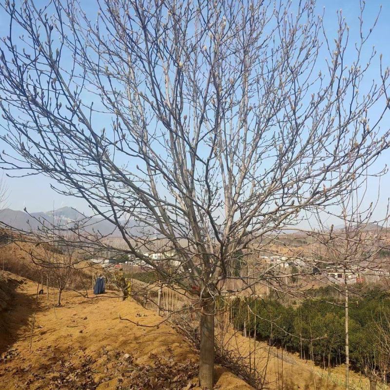 自家苗圃一手货源精品紫玉兰，各个规格齐全