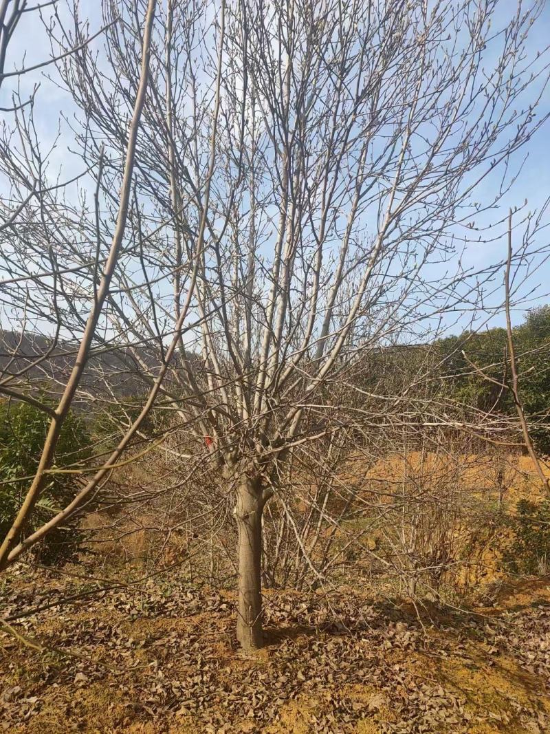 自家苗圃一手货源精品紫玉兰，各个规格齐全