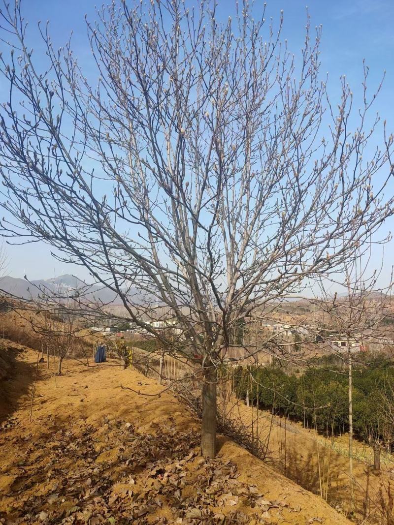 自家苗圃一手货源精品紫玉兰，各个规格齐全