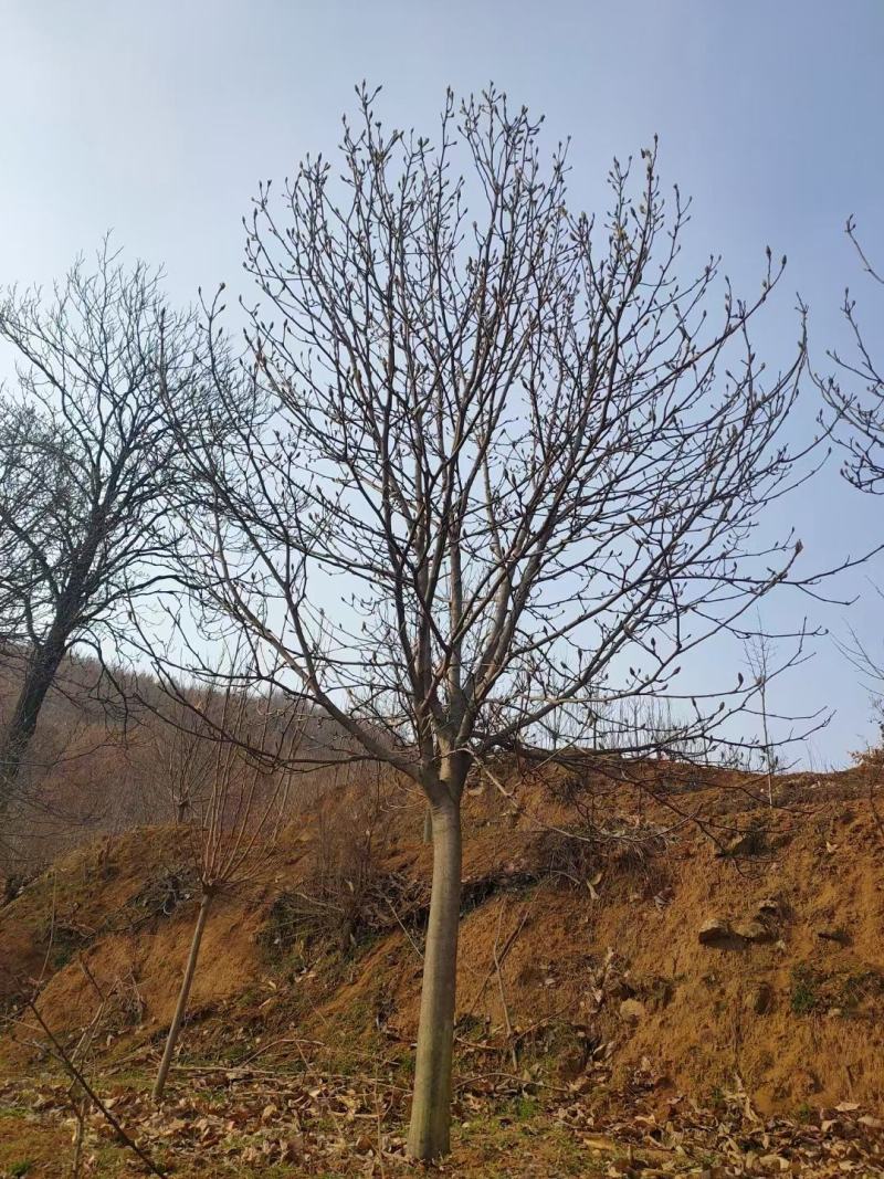 自家苗圃一手货源精品紫玉兰，各个规格齐全