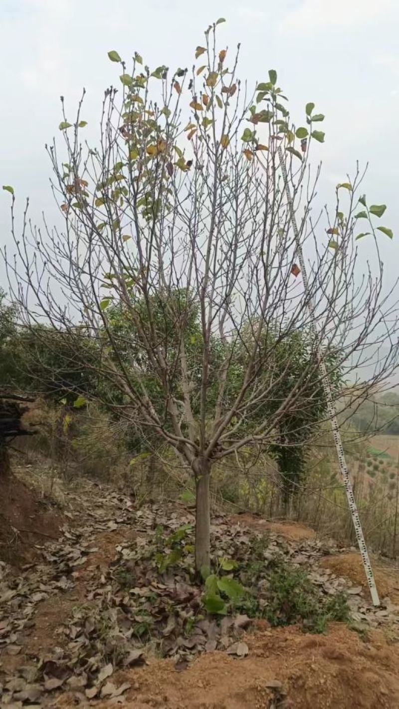 自家苗圃一手货源精品紫玉兰，各个规格齐全