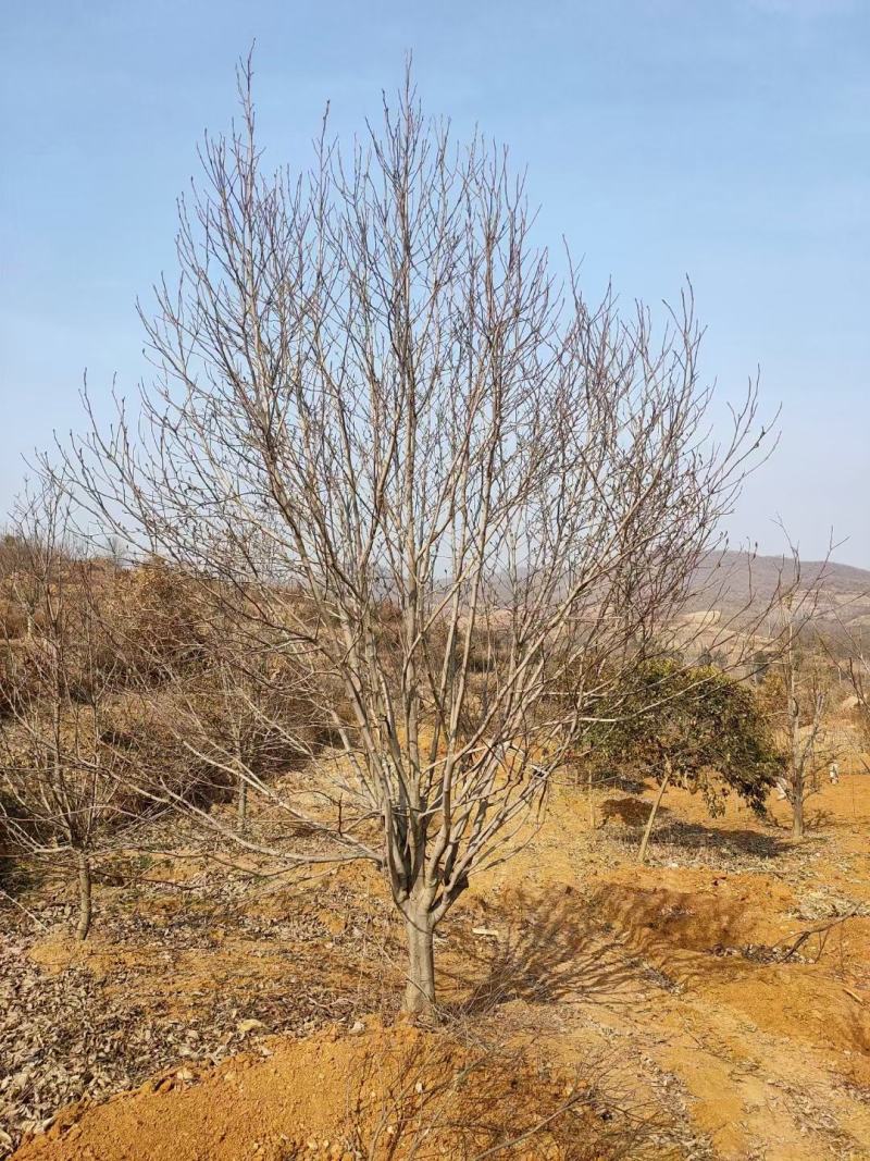 自家苗圃一手货源精品紫玉兰，各个规格齐全