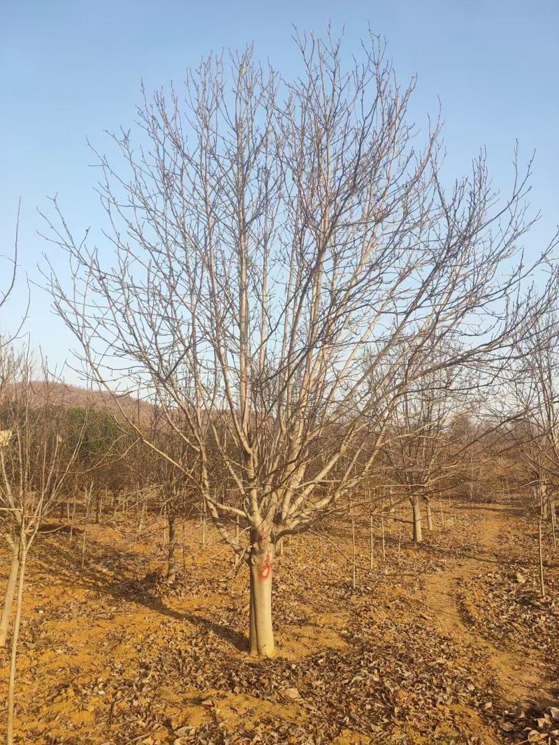 自家苗圃一手货源精品紫玉兰，各个规格齐全