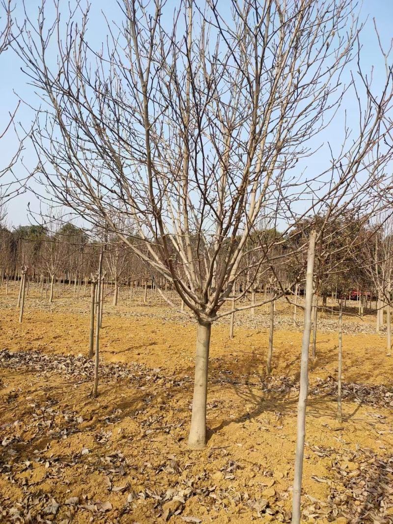 自家苗圃一手货源精品紫玉兰，各个规格齐全
