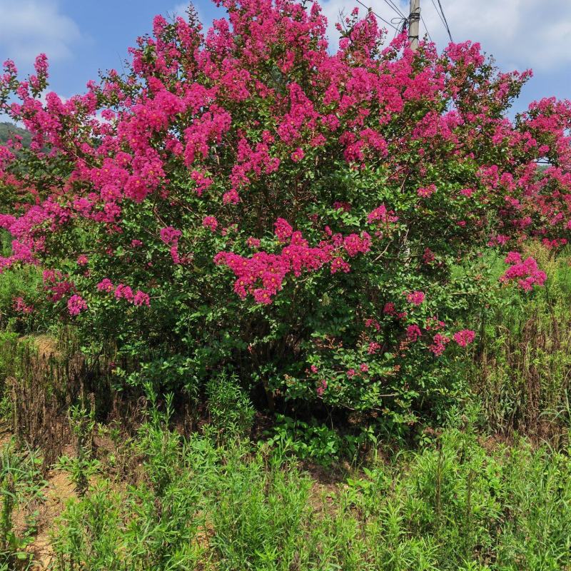 丛生紫薇，高度2---5米，自家苗圃基地供应