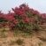 丛生紫薇，高度2---5米，自家苗圃基地供应