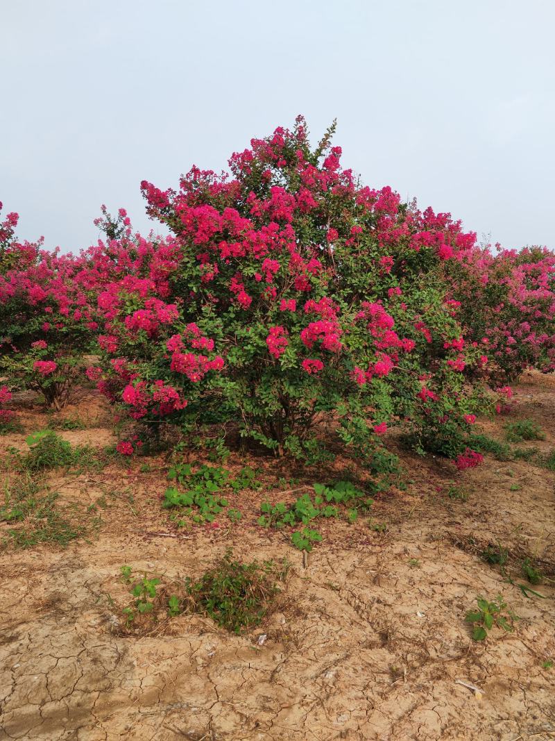 丛生紫薇，高度2---5米，自家苗圃基地供应
