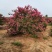 丛生紫薇，高度2---5米，自家苗圃基地供应