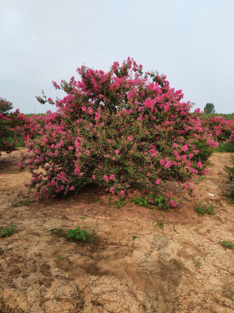 丛生紫薇，高度2---5米，自家苗圃基地供应