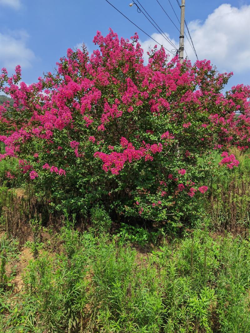 丛生紫薇，高度2---5米，自家苗圃基地供应