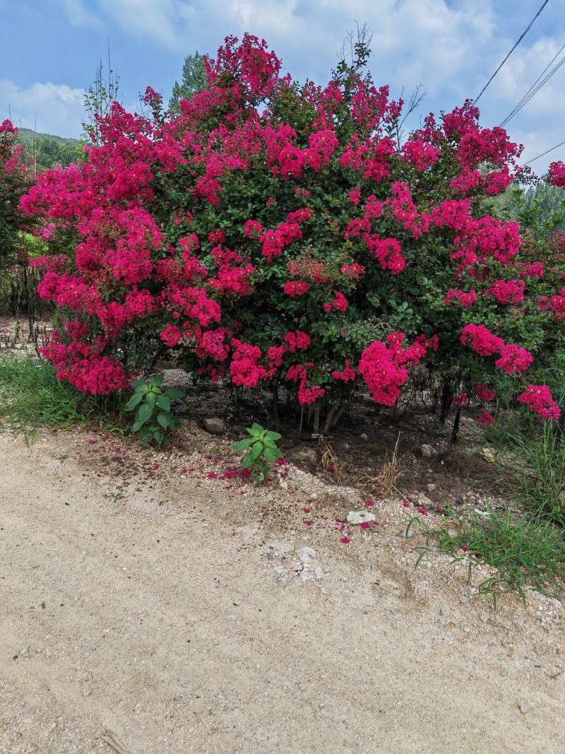 丛生紫薇，高度2---5米，自家苗圃基地供应
