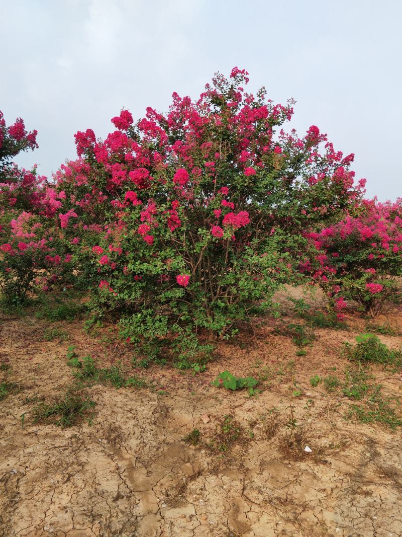 丛生紫薇，高度2---5米，自家苗圃基地供应