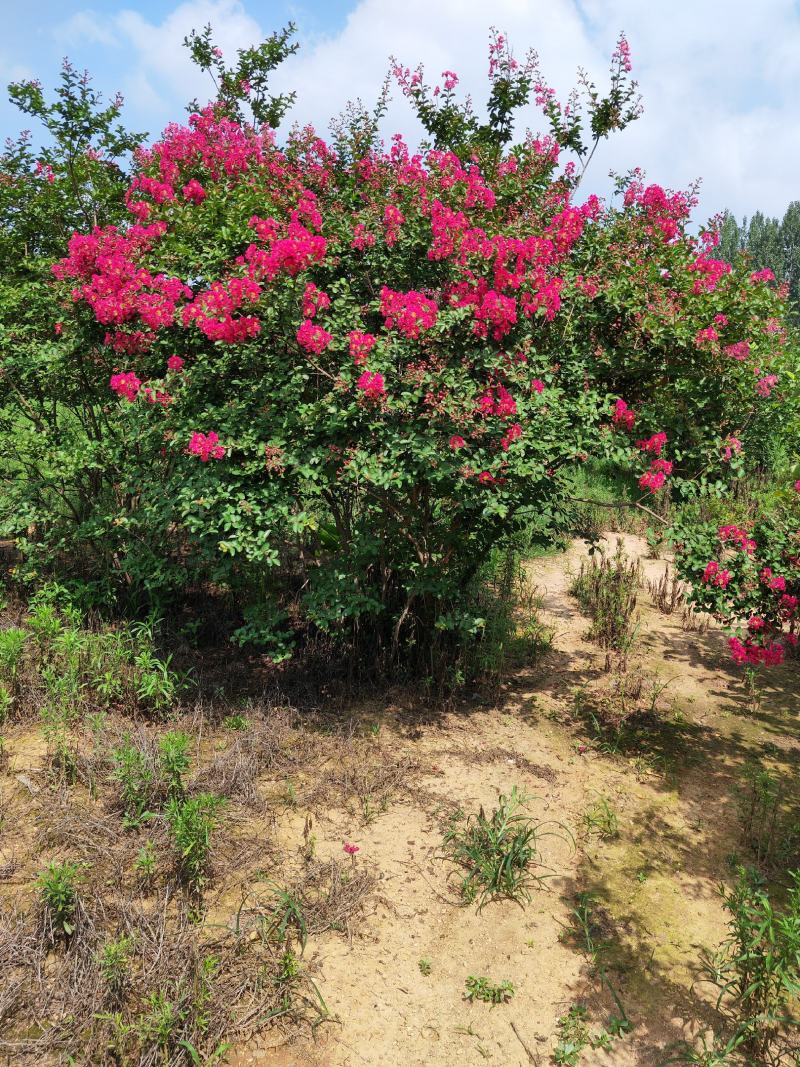 丛生紫薇，高度2---5米，自家苗圃基地供应