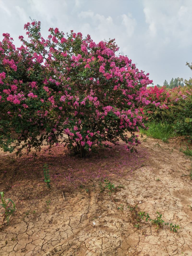 丛生紫薇，高度2---5米，自家苗圃基地供应