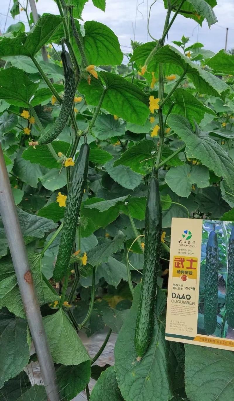 密刺黄瓜种子武士墨绿油亮适应性广早春大棚夏秋露地
