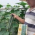密刺黄瓜种子武士墨绿油亮适应性广早春大棚夏秋露地
