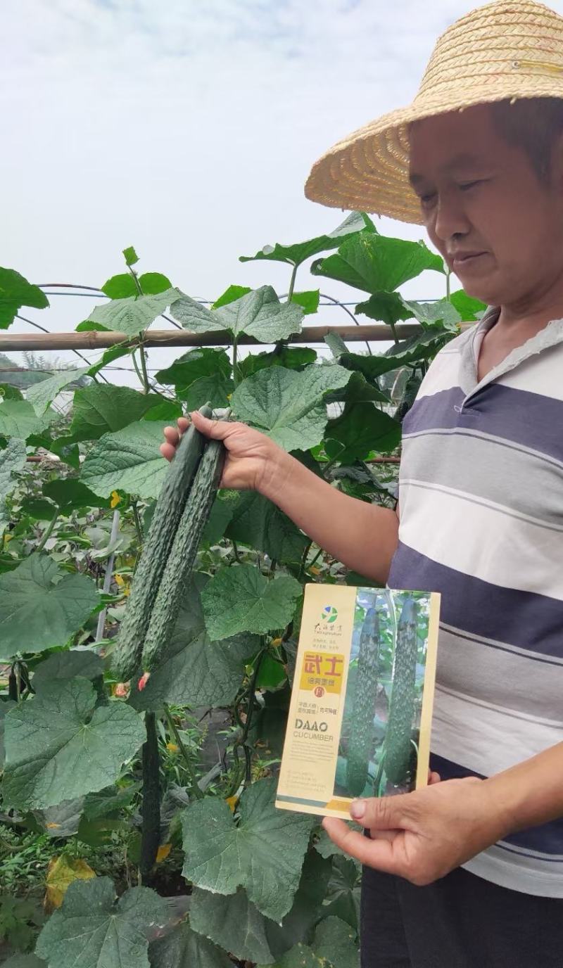 密刺黄瓜种子武士墨绿油亮适应性广早春大棚夏秋露地