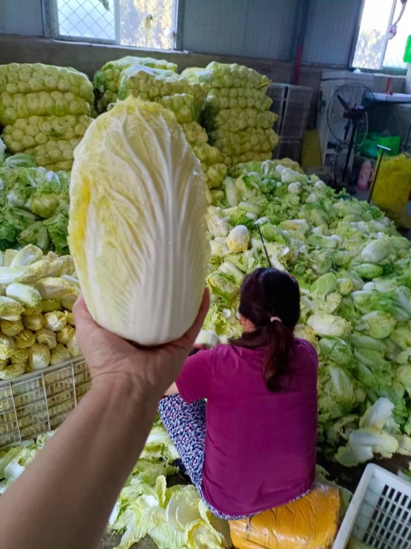 高原夏菜【玲珑黄特级超黄娃娃菜