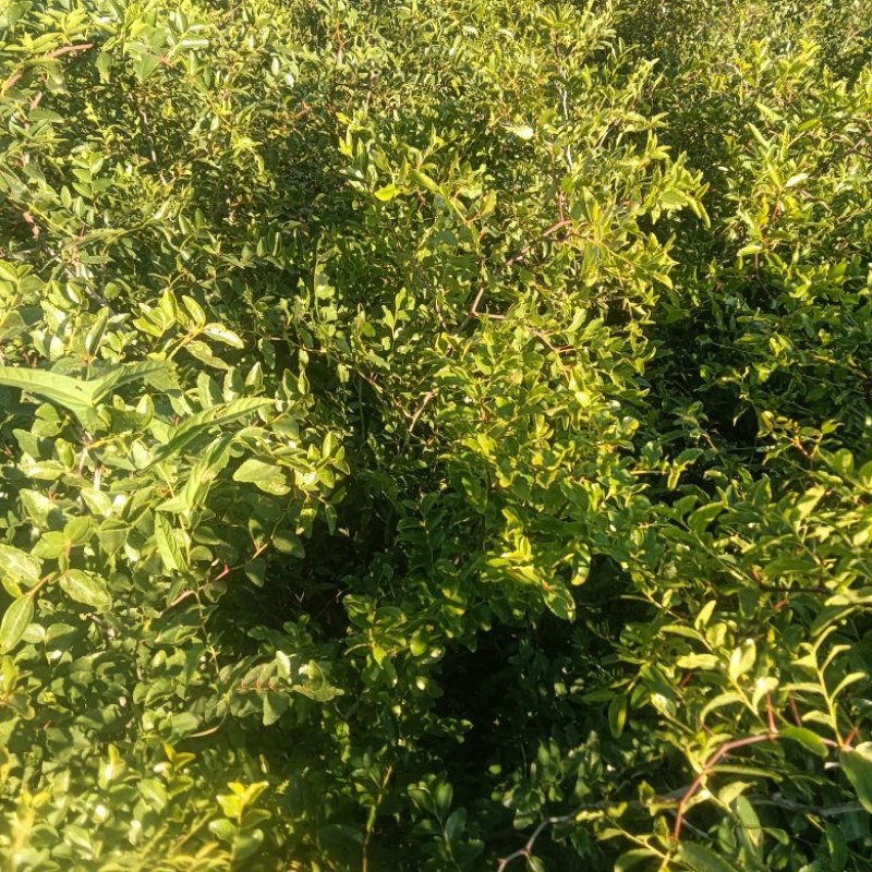 酸枣苗，双仁酸枣苗，药用酸枣苗基地直发