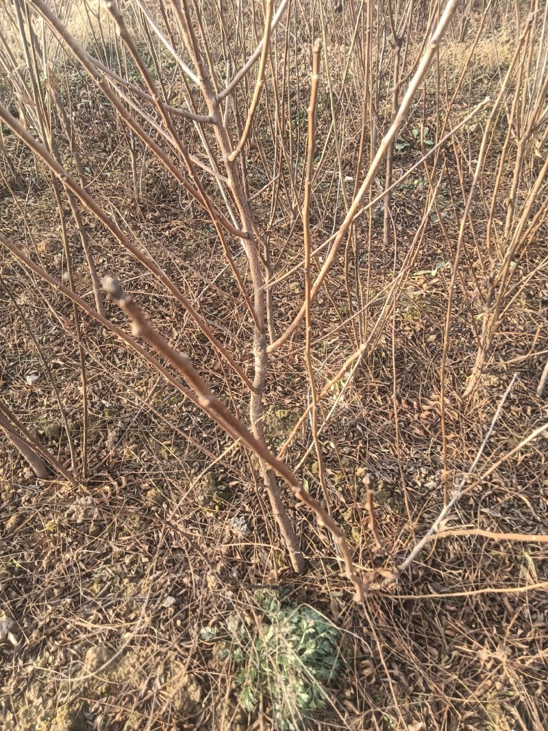 酸枣苗，双仁酸枣苗，药用酸枣苗基地直发