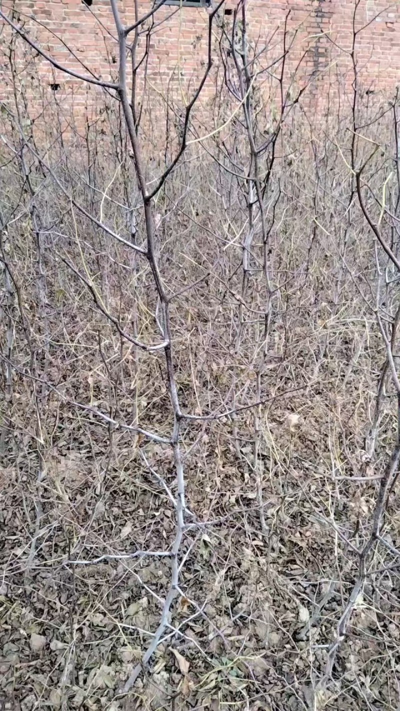 酸枣苗，双仁酸枣苗，药用酸枣苗基地直发