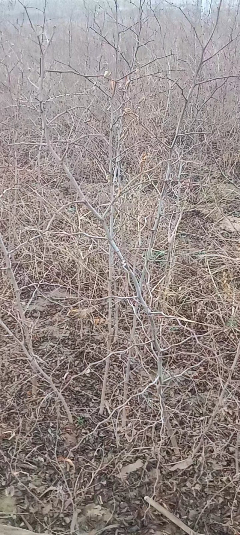 酸枣苗，双仁酸枣苗，药用酸枣苗基地直发